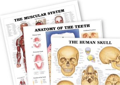 Anatomy Charts