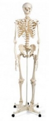 The Muscular System Anatomical Chart / Poster - Laminated